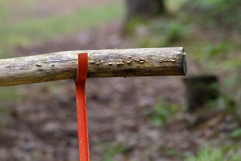 Wooden barrier on iron pole as fence by rene marcel originals