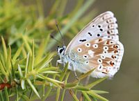 Bleu vert argent - Polyommatus coridon