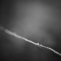 Barbed wire in close-up