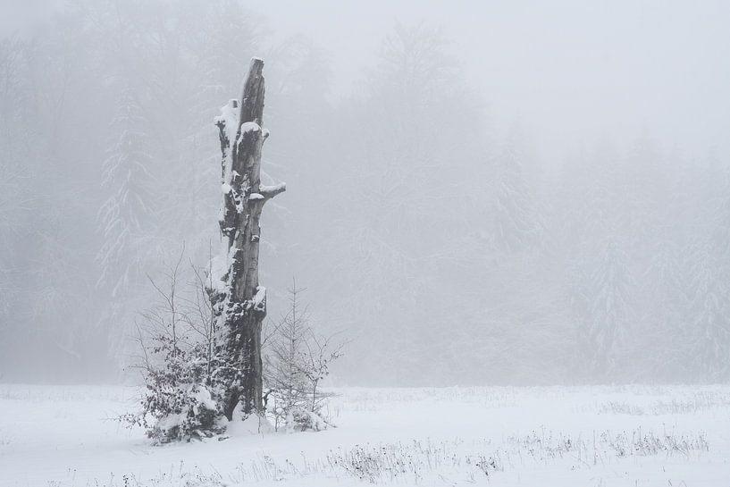 Old friend by Max Schiefele