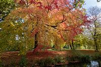Park in autumn colours