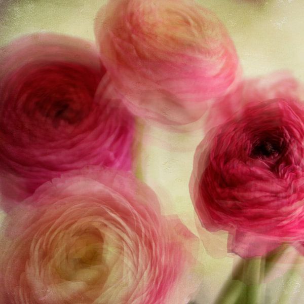 ranuncule par Claudia Moeckel