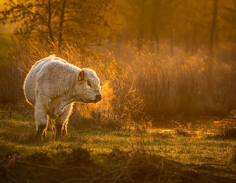 Kuh im Polder von natascha verbij