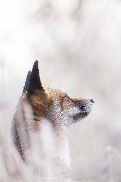 Fox hört ein Flugzeug von Monique van Genderen (in2pictures.nl fotografie)