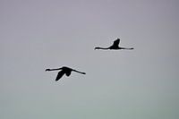 Eleganz in Bewegung Silhouette von Flamingo's gegen einen kühlen Himmel