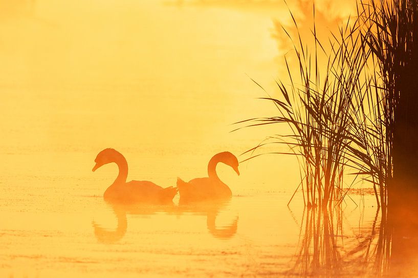 Höckerschwan, Cygnus olor von Beschermingswerk voor aan uw muur