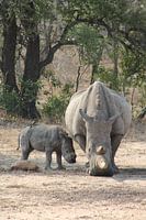 rhino with baby and bird in africa