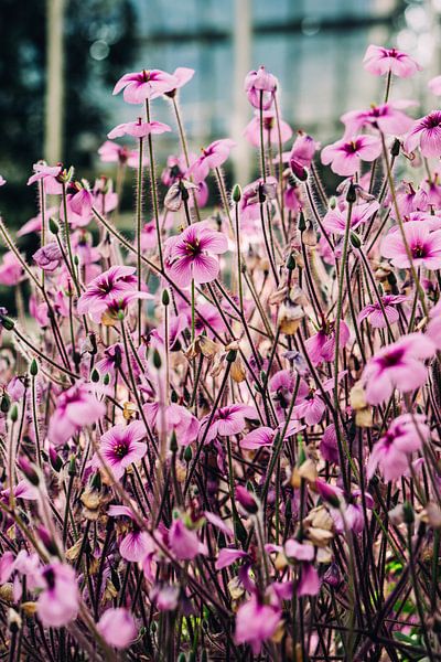 Purple Flowers by Patrycja Polechonska