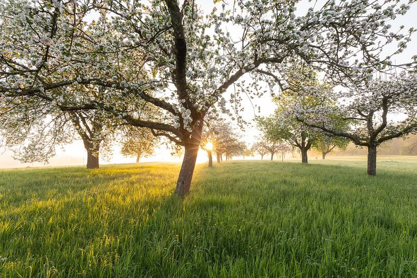 Fleur fraîche, lumière du matin, brume au sol... tout simplement magique ! par Jiri Viehmann