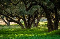 Olivenhain auf Kreta