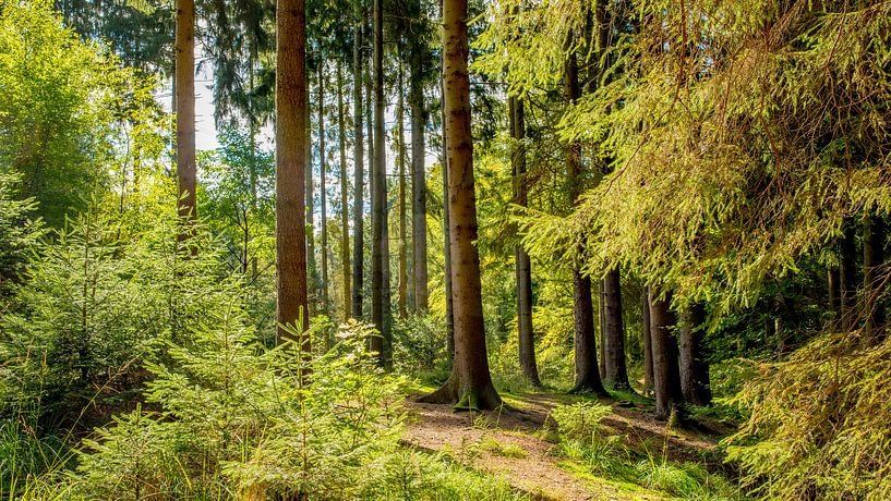 Paysage forestier en été par Günter Albers
