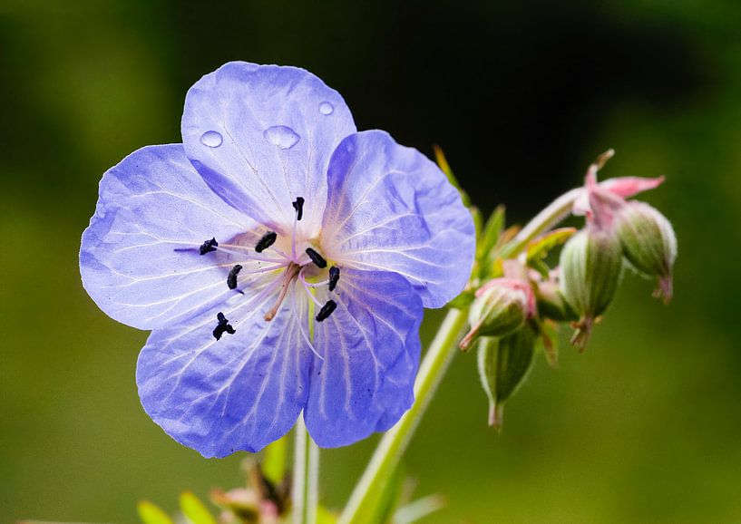 Besenstielblume, Geranium pratense von Martin Stevens