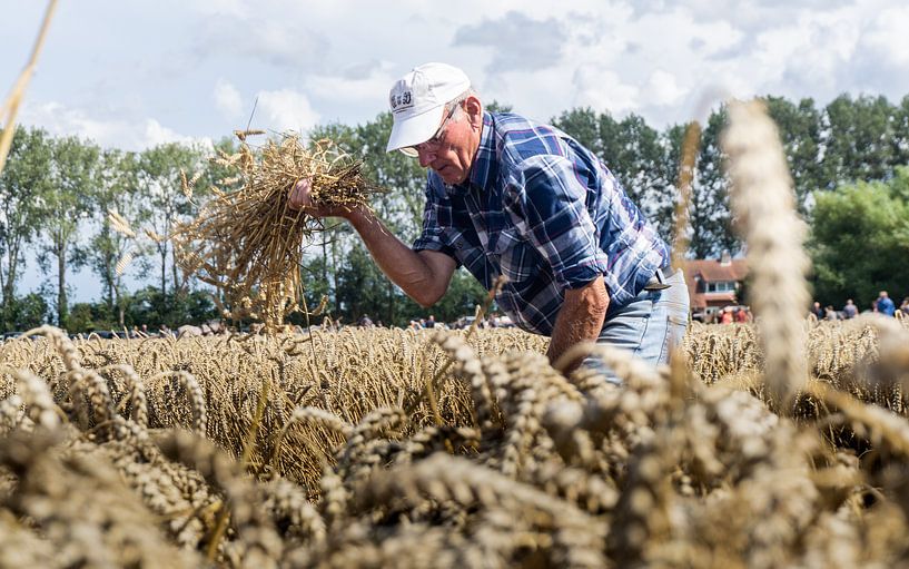 Old Way of Harvesting by The Utregter Photoraphy