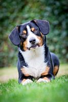 Miko, onze 3-jarige Entlebucher Sennenhond