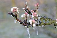 Frozen apple blossom I