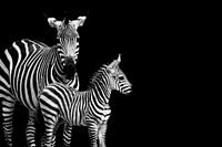 Mère zèbre avec son poulain