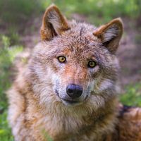 Portrait of a young curious wolf