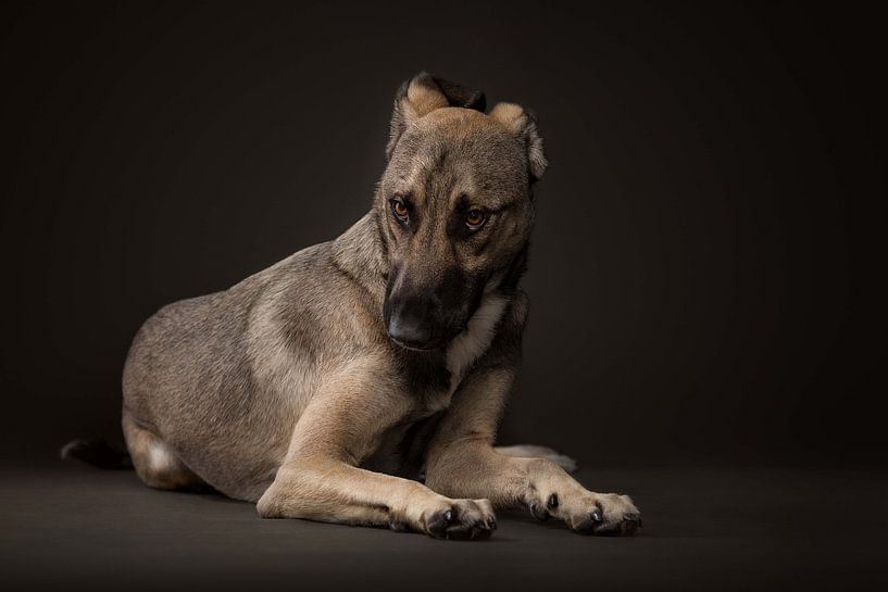 Chiens par Patrick Reymer