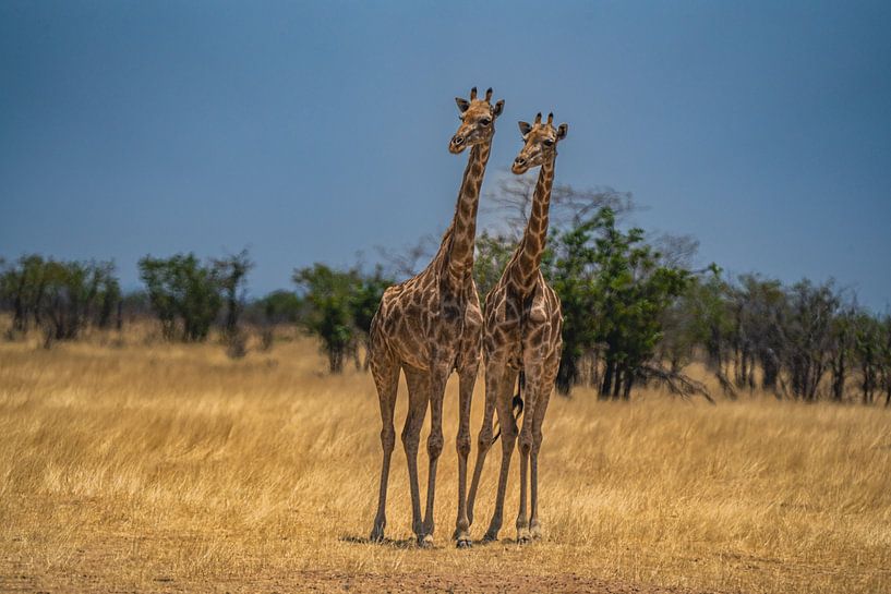 Grande girafe africaine en Namibie, Afrique par Patrick Groß