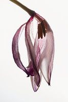 Nature morte d'une tulipe à contre-jour