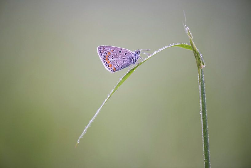Papillon après un orage. par Francis Dost