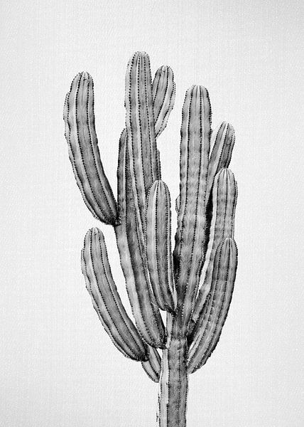 Cactus 3 - Black &amp; White by Gal Design