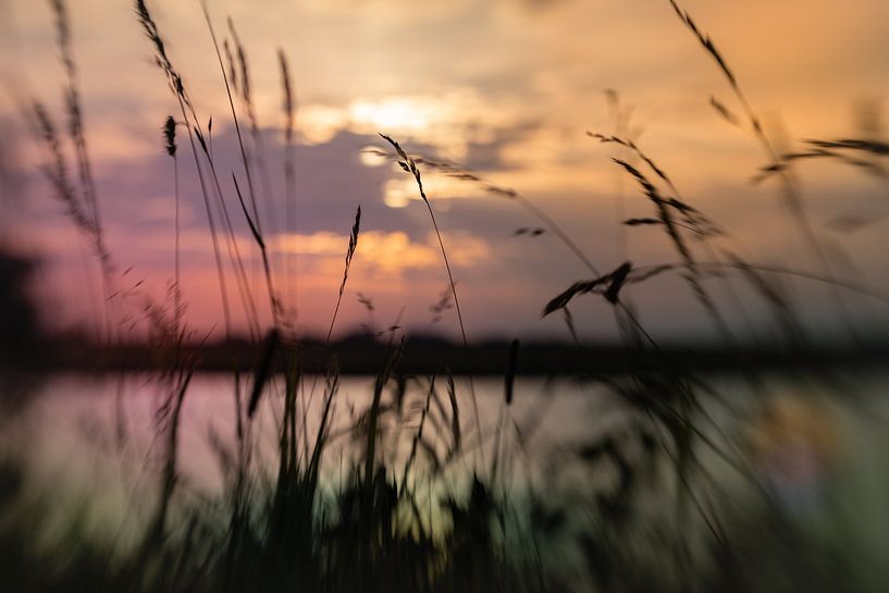 Sunset among the grass by Patricia van Kuik