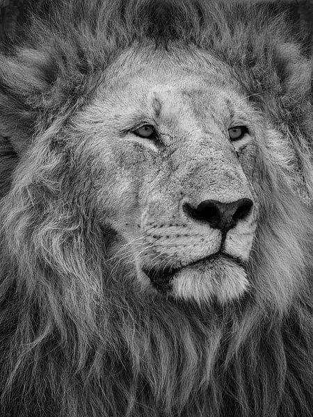 De Leeuwenkoning van Sandra de Swart