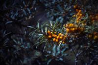 Sea buckthorn