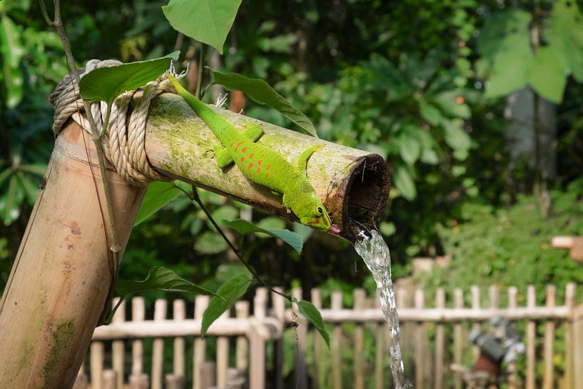 dierenrijk  by mandy vd Weerd