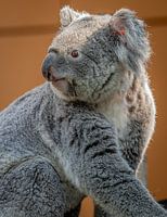 Stunning close-up portrait of a seated Koala bear, looking curious