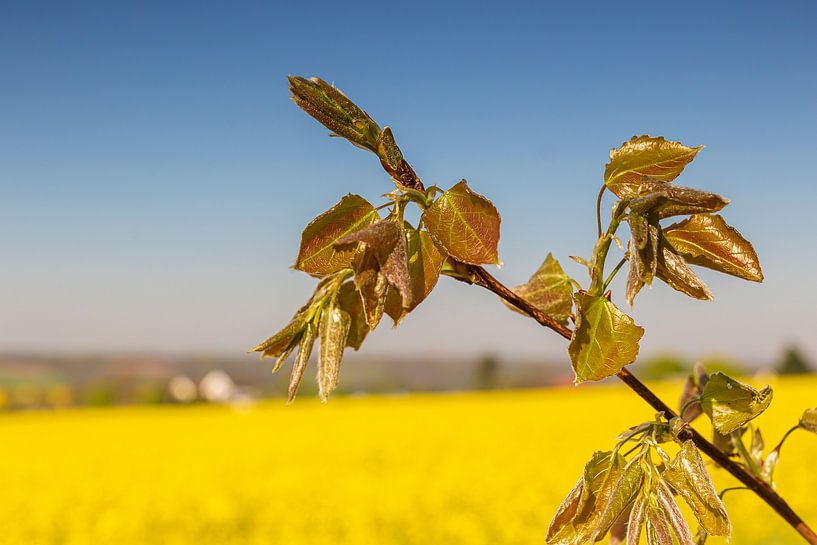 Der Frühling von Erwin Martin