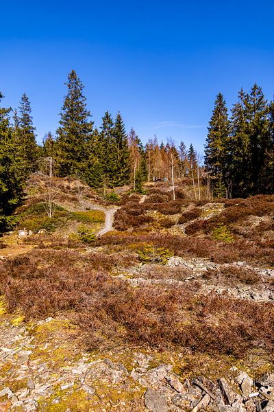 Une randonnée printanière à travers la magnifique forêt de Thuringe près de Steinach dans le district de Sonneberg - Thuringe - Allemagne par Oliver Hlavaty