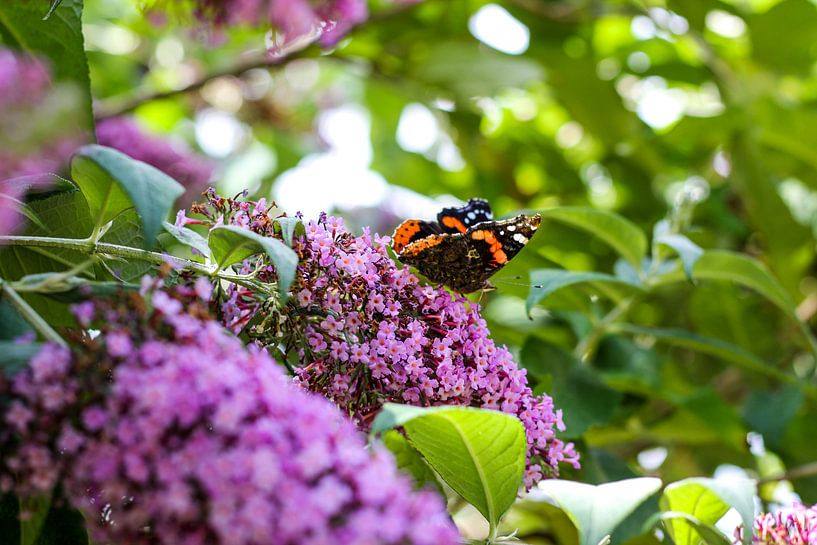 Vlinder op paarse bloem by Erik Koks