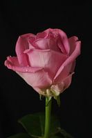 Rose with water drops