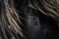 The power of an Icelandic horse | snow | Iceland