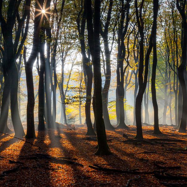 Speulderbos (Pays-Bas) par Albert Mendelewski