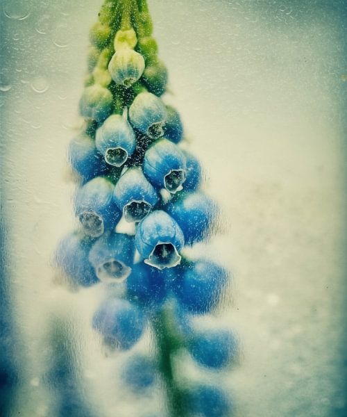 Blauer Nebel von Color Square