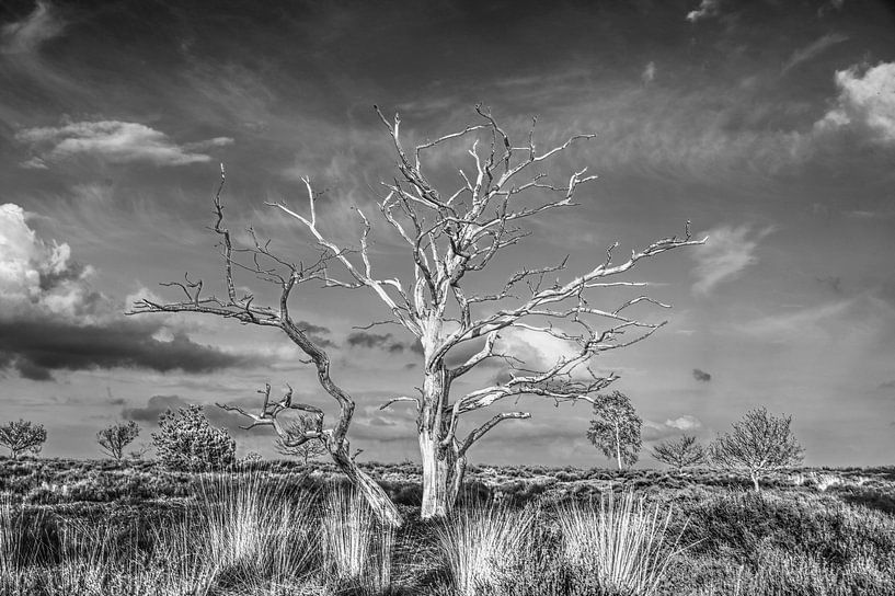 Baum ohne Farbe von Wim Beunk