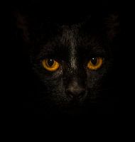 Black Cat, Yellow Eyes...