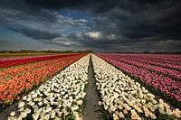 Dutch Tulips