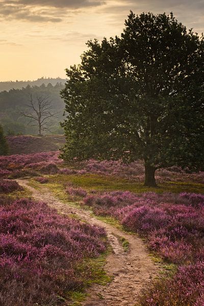 La bruyère en fleur sur la Posbank, Pays Bas par Dirk-Jan Steehouwer