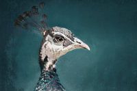 Pfau Portrait Gemälde Vintage