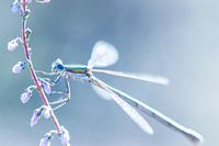 Nature colorée - Photographie de la nature 3