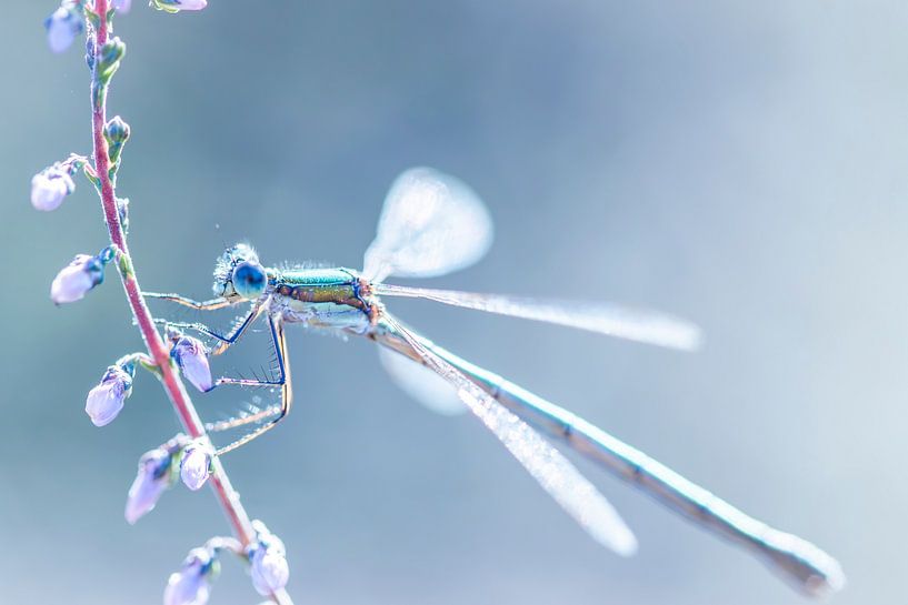 Nature colorée - Photographie de la nature 3 par Shanna van Mens Fotografie