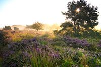 Dwingelderveld aus dem Nebel 1