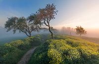 Bild des niederländischen Frühlings