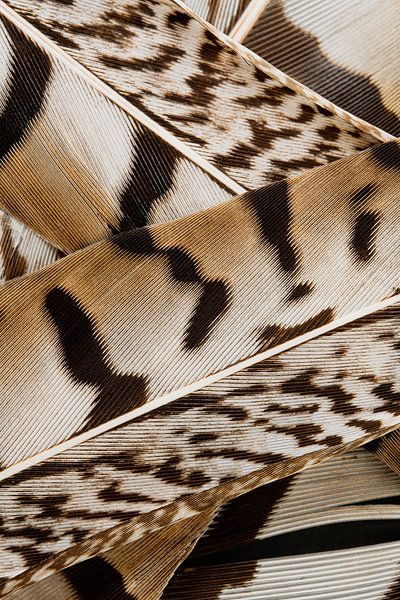 Abstraktes Zusammenspiel von Linien in Brauntönen: Federn eines Fasans (vertikal) von Marjolijn van den Berg