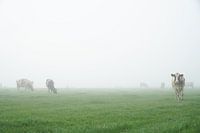 naderende koe in mistig weiland