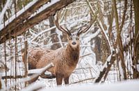 Les plaisirs de la neige